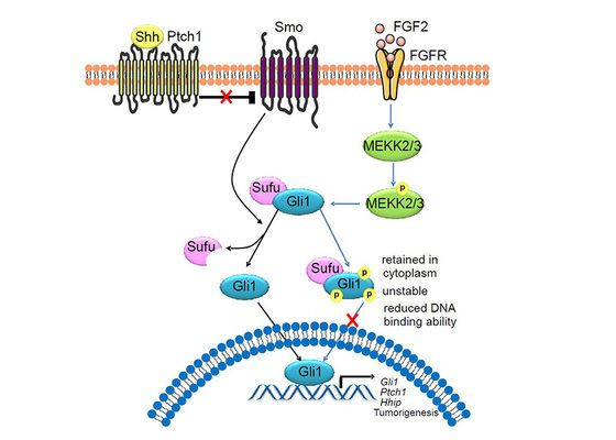 Oncogene：Hedgehog信号通路抑造关键机造