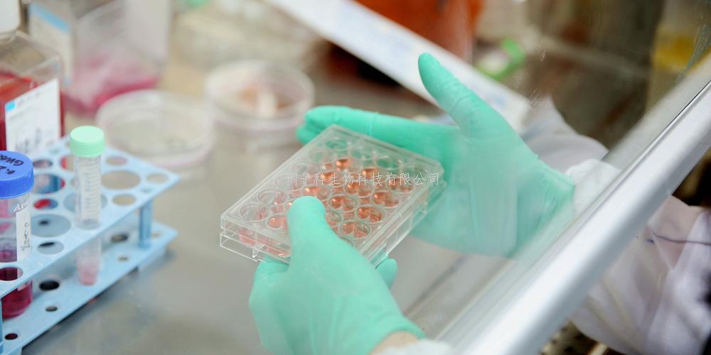 人胃腺癌细胞；；；；；BGC-823