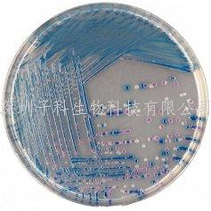 科马嘉O157显色造就基