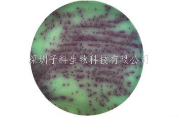 假单胞菌显色造就基