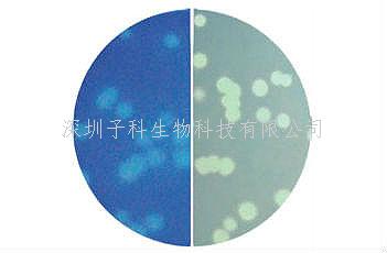 印度 HiMedia 假单胞菌显色造就基