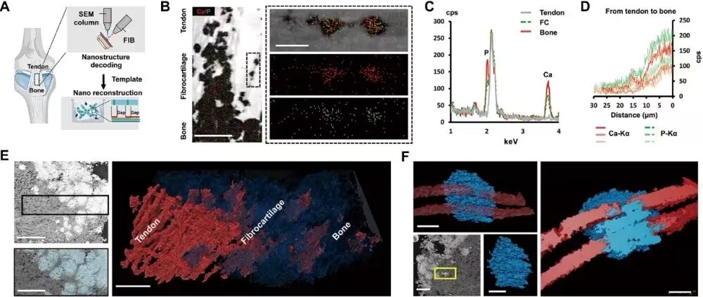 浙江大学陈晓等合作最新Science子刊