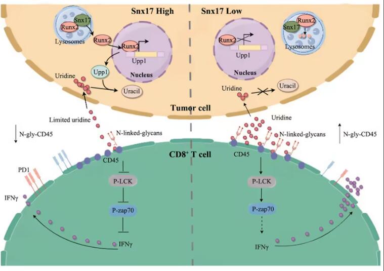Cell Metab：尿苷也能抗肿瘤，，，，，，南方医科大学梁莉/王志章批注尿苷耗竭通过N-糖基化降低抗肿瘤活性