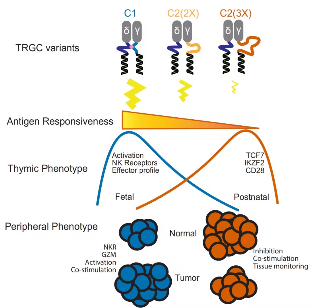 Sci Immunol：T细胞受体“恒定区”竟是职能旋钮！Cγ1/Cγ2选择决定γδ T细胞杀伤或建复命运