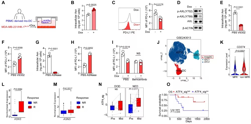 Cancer Res：节拍化疗若何激活“免疫影象”？？？？？榆林大学马骏/梁晓宇/ 陈雨沛等发现肿瘤细胞开释天冬酰胺是关键信号分子