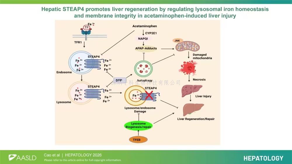 Hepatology：丁文兴团队解锁肝危险建复“密码”，，，，，，，，STEAP4蛋白维持溶酶体健全，，，，，，，，推进肝脏再生