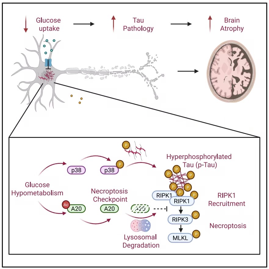 Neuron：邹呈雨/刘聪等批注，，，，，，，，低血糖促Tau蛋白“撮合”RIPK1，，，，，，，，点燃神经元殒命之火